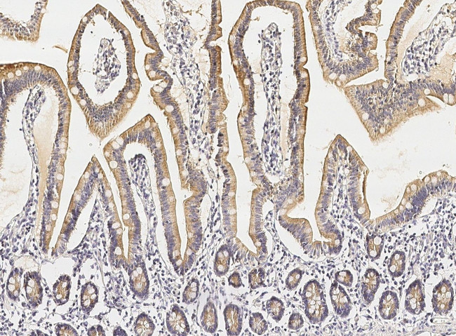 GNG13 Antibody in Immunohistochemistry (Paraffin) (IHC (P))