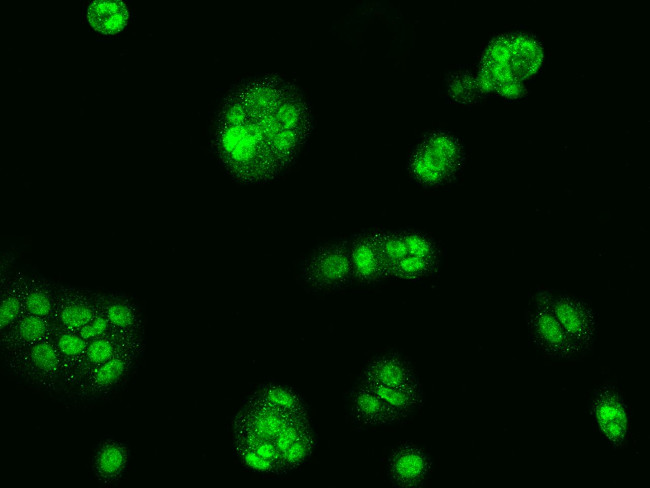 NMRAL1 Antibody in Immunocytochemistry (ICC/IF)