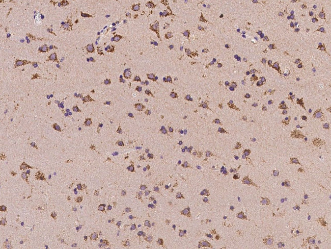 C11orf58 Antibody in Immunohistochemistry (Paraffin) (IHC (P))