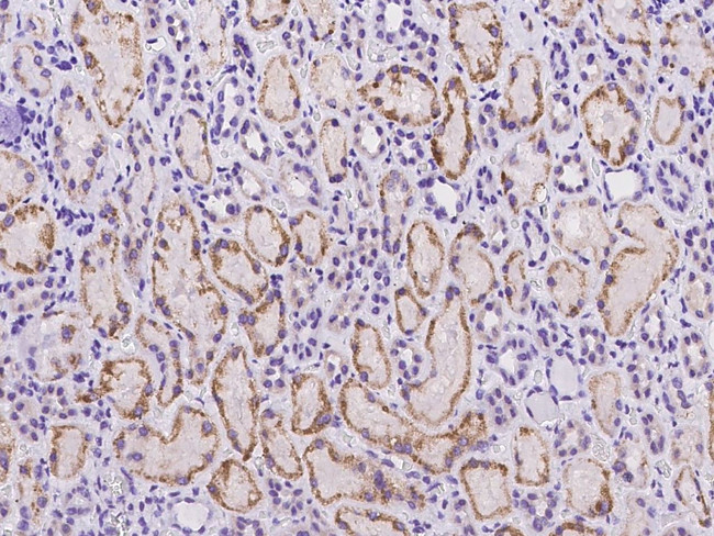 C18orf32 Antibody in Immunohistochemistry (Paraffin) (IHC (P))