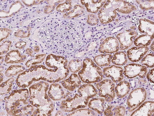 CLEC14A Antibody in Immunohistochemistry (Paraffin) (IHC (P))