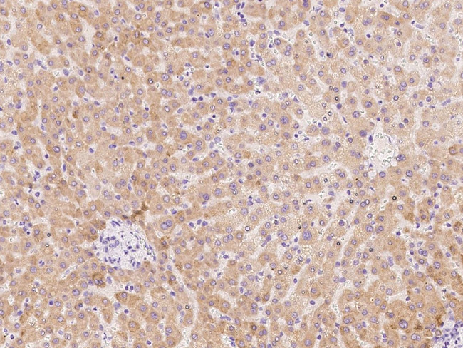 PCDHB3 Antibody in Immunohistochemistry (Paraffin) (IHC (P))
