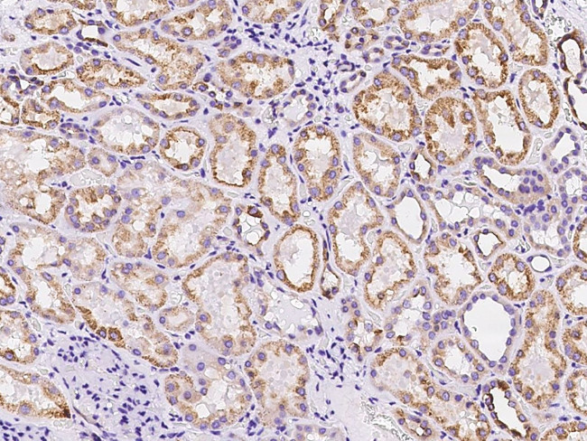 PLLP Antibody in Immunohistochemistry (Paraffin) (IHC (P))