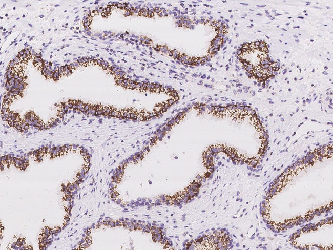 MYCT1 Antibody in Immunohistochemistry (Paraffin) (IHC (P))
