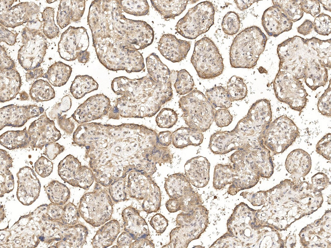 FIBIN Antibody in Immunohistochemistry (Paraffin) (IHC (P))