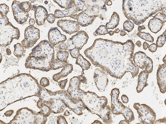 Niban-like protein Antibody in Immunohistochemistry (Paraffin) (IHC (P))
