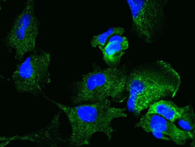 Niban-like protein Antibody in Immunocytochemistry (ICC/IF)