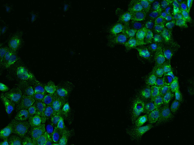 FAR2 Antibody in Immunocytochemistry (ICC/IF)