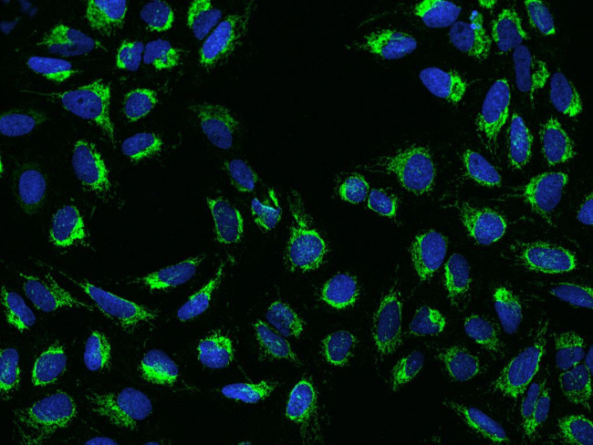 COX3 Antibody in Immunocytochemistry (ICC/IF)