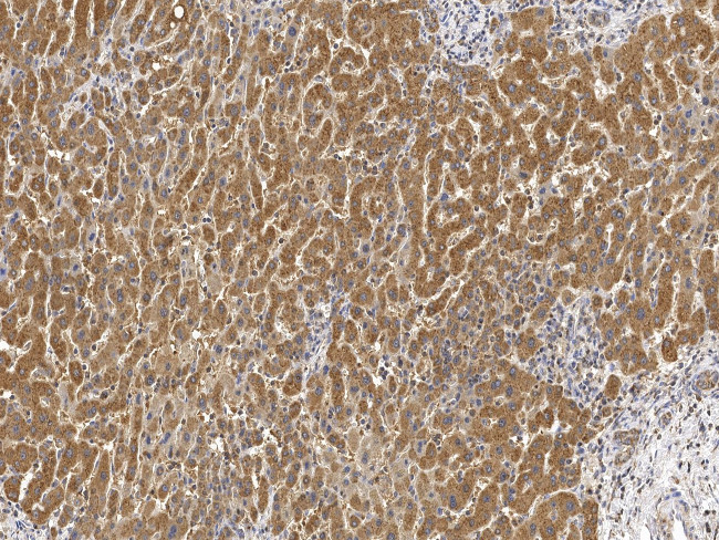 PRRC1 Antibody in Immunohistochemistry (Paraffin) (IHC (P))