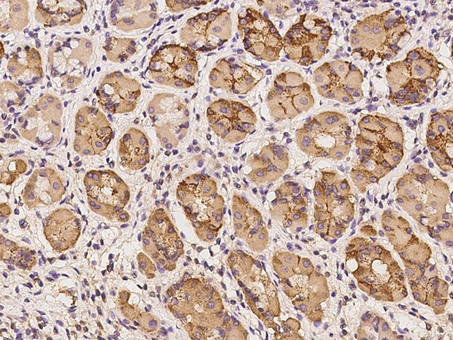 SYS1 Antibody in Immunohistochemistry (Paraffin) (IHC (P))