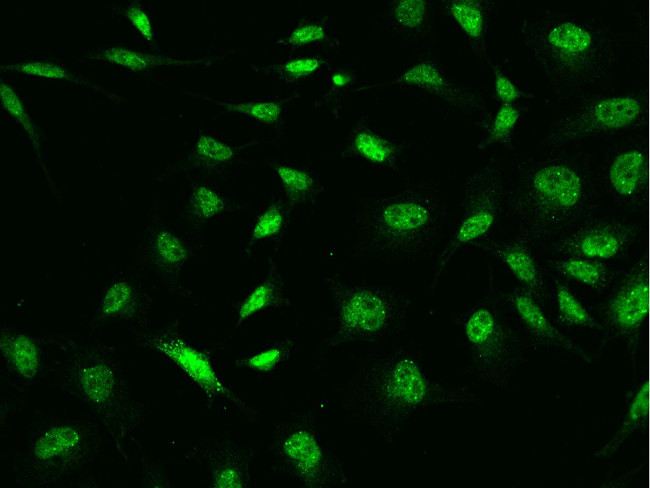 MORC1 Antibody in Immunocytochemistry (ICC/IF)