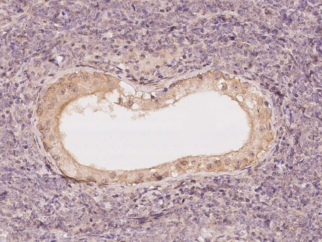 TSC22D2 Antibody in Immunohistochemistry (Paraffin) (IHC (P))