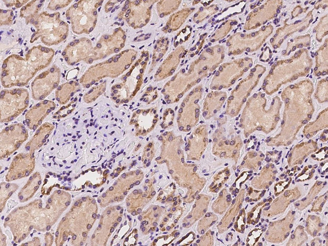 Synapsin 3 Antibody in Immunohistochemistry (Paraffin) (IHC (P))