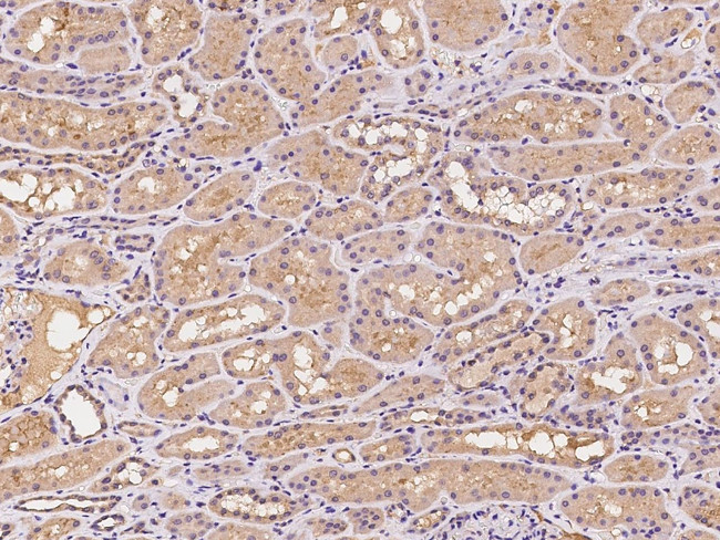 PILRB Antibody in Immunohistochemistry (Paraffin) (IHC (P))