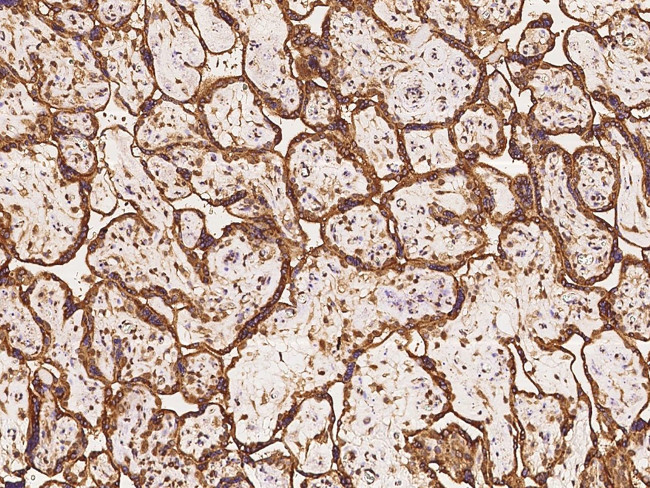SEMA4G Antibody in Immunohistochemistry (Paraffin) (IHC (P))