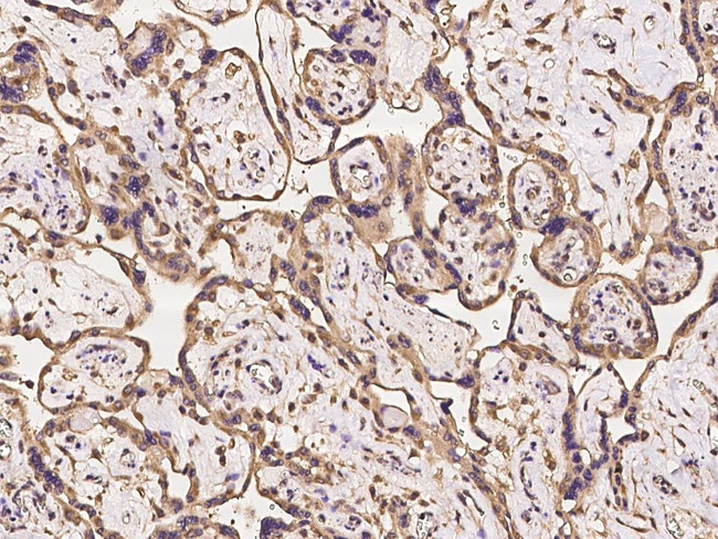 TMCC2 Antibody in Immunohistochemistry (Paraffin) (IHC (P))