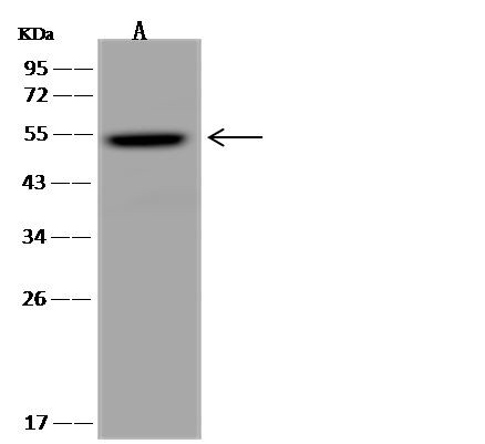 TYSND1 Antibody in Western Blot (WB)