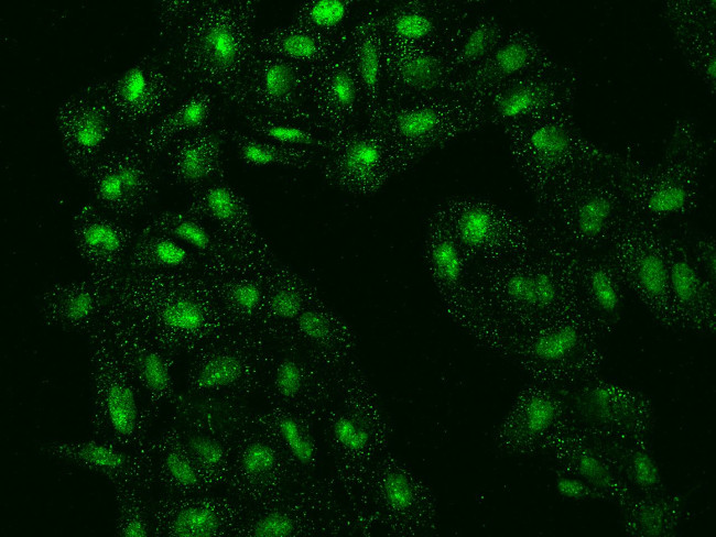 FAM155A Antibody in Immunocytochemistry (ICC/IF)