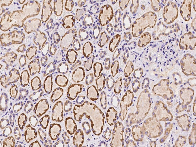 SPANXN4 Antibody in Immunohistochemistry (Paraffin) (IHC (P))