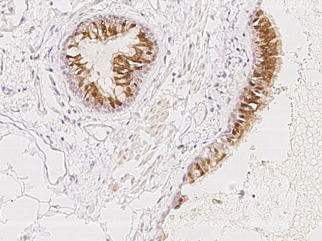 CXorf41 Antibody in Immunohistochemistry (Paraffin) (IHC (P))