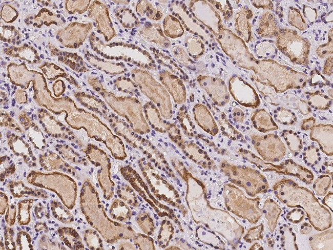 C7orf26 Antibody in Immunohistochemistry (Paraffin) (IHC (P))