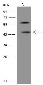CXorf36 Antibody in Western Blot (WB)