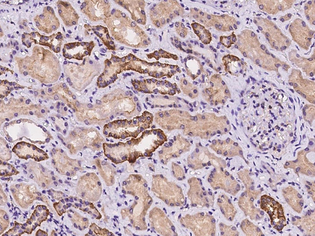 LNX2 Antibody in Immunohistochemistry (Paraffin) (IHC (P))