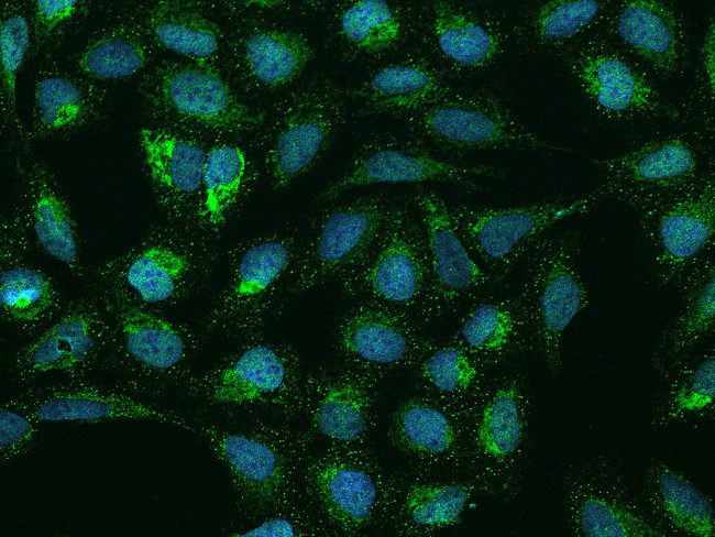SMIM4 Antibody in Immunocytochemistry (ICC/IF)