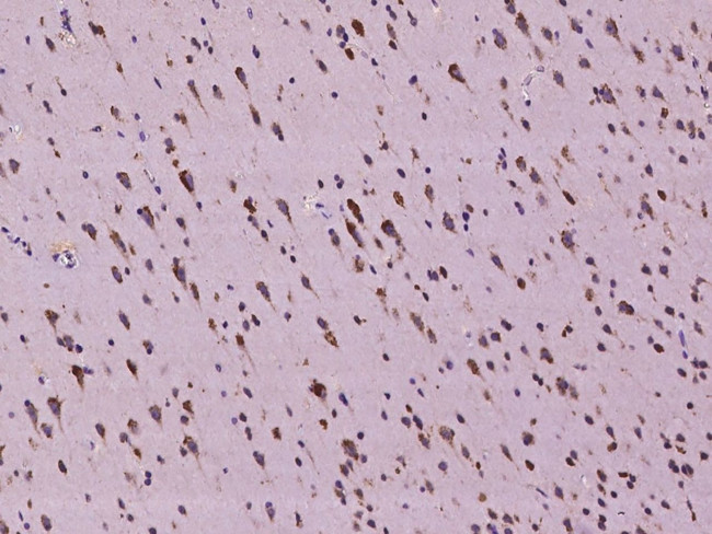 C2orf18 Antibody in Immunohistochemistry (Paraffin) (IHC (P))