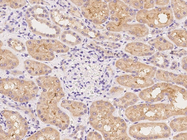 KV1.6 (KCNA6) Antibody in Immunohistochemistry (Paraffin) (IHC (P))