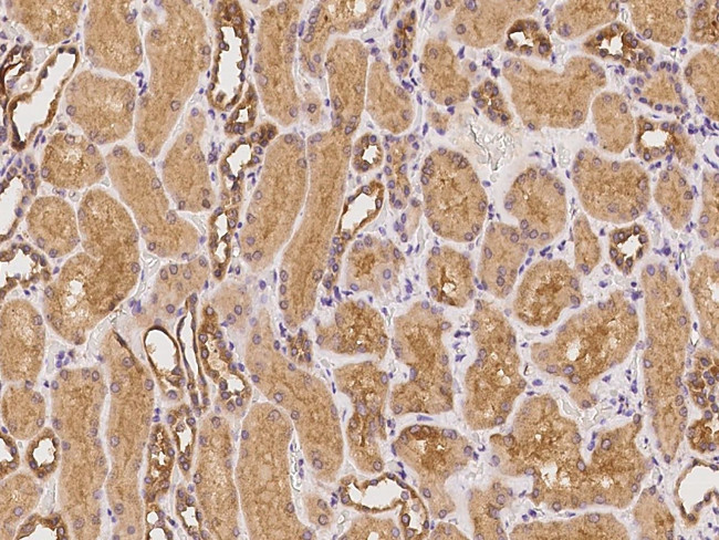 IFIT2 Antibody in Immunohistochemistry (Paraffin) (IHC (P))