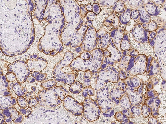 KIAA0355 Antibody in Immunohistochemistry (Paraffin) (IHC (P))