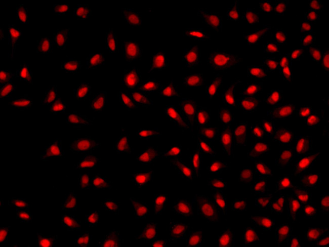 ARL6IP4 Antibody in Immunocytochemistry (ICC/IF)