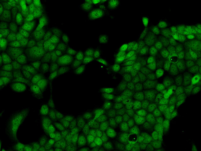 LMBRD2 Antibody in Immunocytochemistry (ICC/IF)
