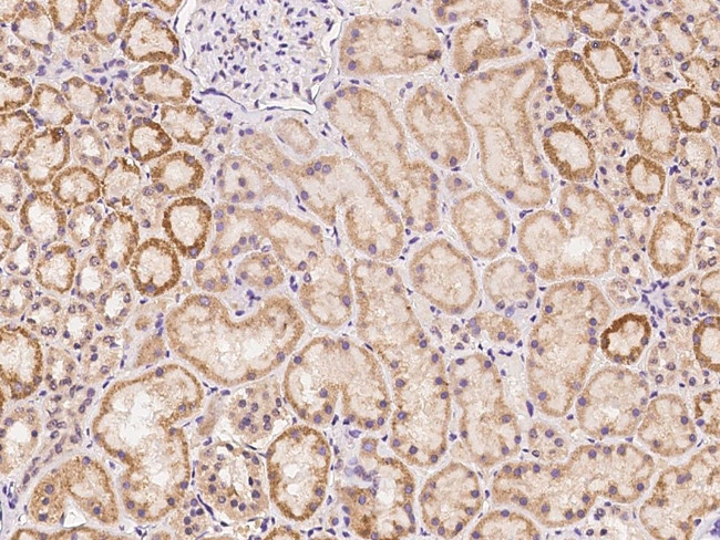 TLCD1 Antibody in Immunohistochemistry (Paraffin) (IHC (P))