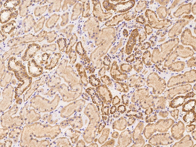 OR5V1 Antibody in Immunohistochemistry (Paraffin) (IHC (P))