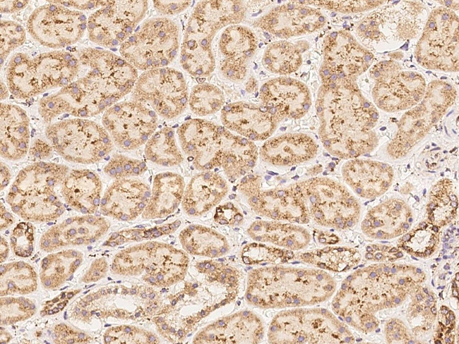 CF136 Antibody in Immunohistochemistry (Paraffin) (IHC (P))