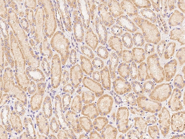 CLRN2 Antibody in Immunohistochemistry (Paraffin) (IHC (P))