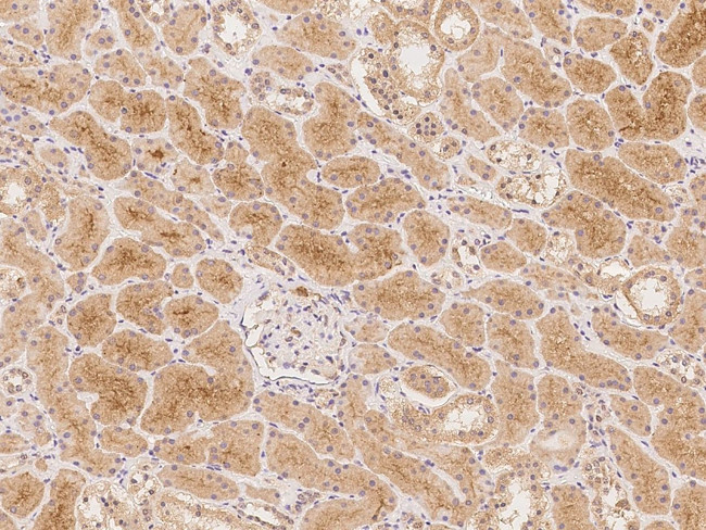 NIPAL2 Antibody in Immunohistochemistry (Paraffin) (IHC (P))