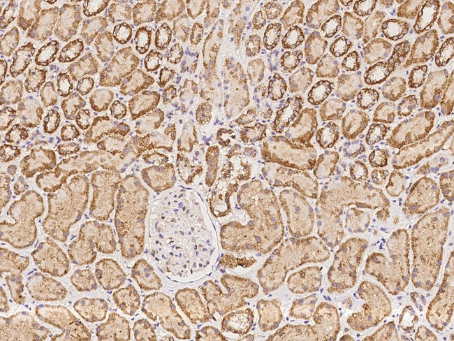 Protogenin Antibody in Immunohistochemistry (Paraffin) (IHC (P))