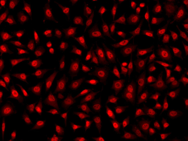 Cyclin O Antibody in Immunocytochemistry (ICC/IF)