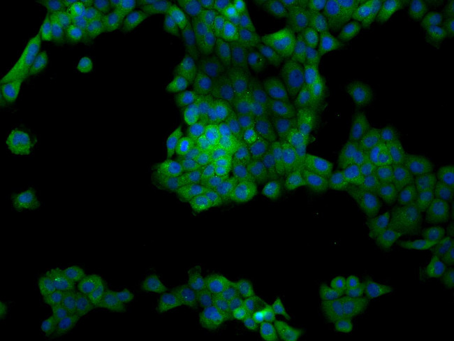 FAM126A Antibody in Immunocytochemistry (ICC/IF)