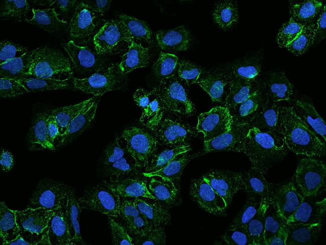 FAM198A Antibody in Immunocytochemistry (ICC/IF)