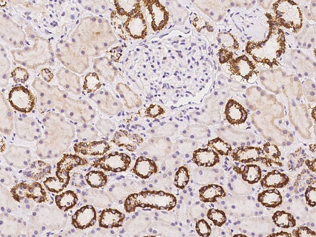 LOC388813 Antibody in Immunohistochemistry (Paraffin) (IHC (P))