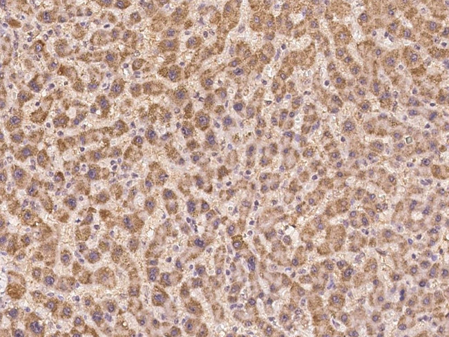 PRSS23 Antibody in Immunohistochemistry (Paraffin) (IHC (P))