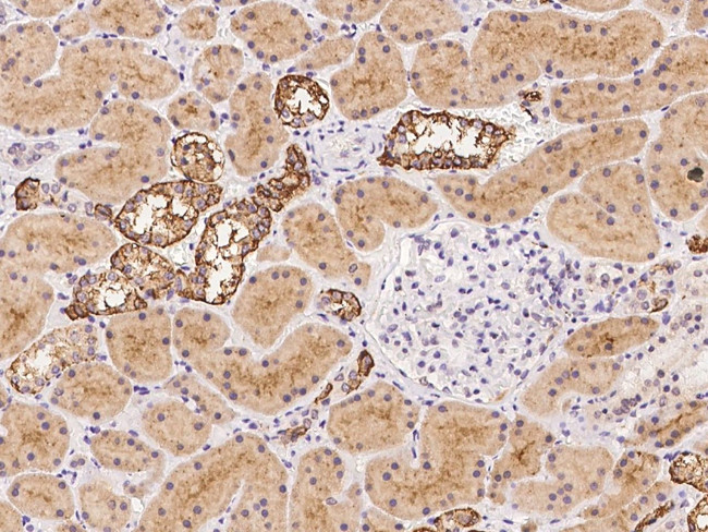 TMEM248 Antibody in Immunohistochemistry (Paraffin) (IHC (P))