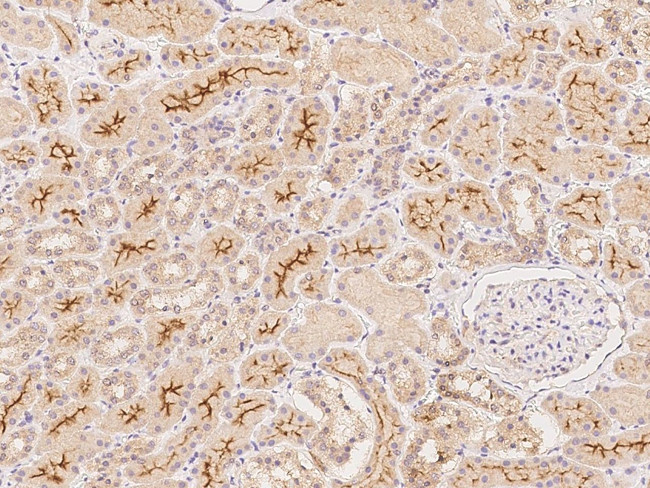 RNF180 Antibody in Immunohistochemistry (Paraffin) (IHC (P))