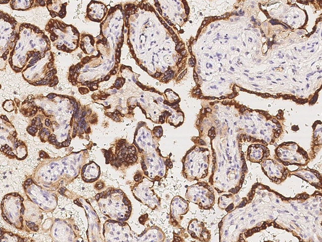 PSG4 Antibody in Immunohistochemistry (Paraffin) (IHC (P))