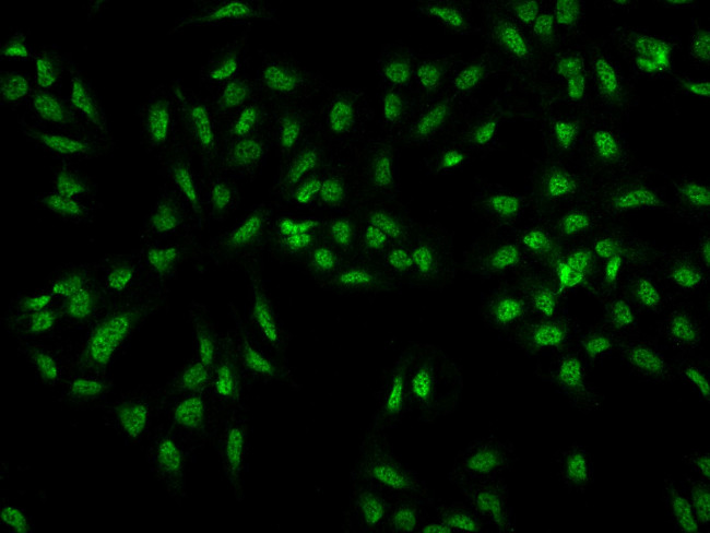 CREBRF Antibody in Immunocytochemistry (ICC/IF)